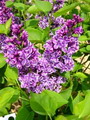 راهنمای نگهداری و پرورش گل و گیاهان زینتی - یاس خوشه ای
